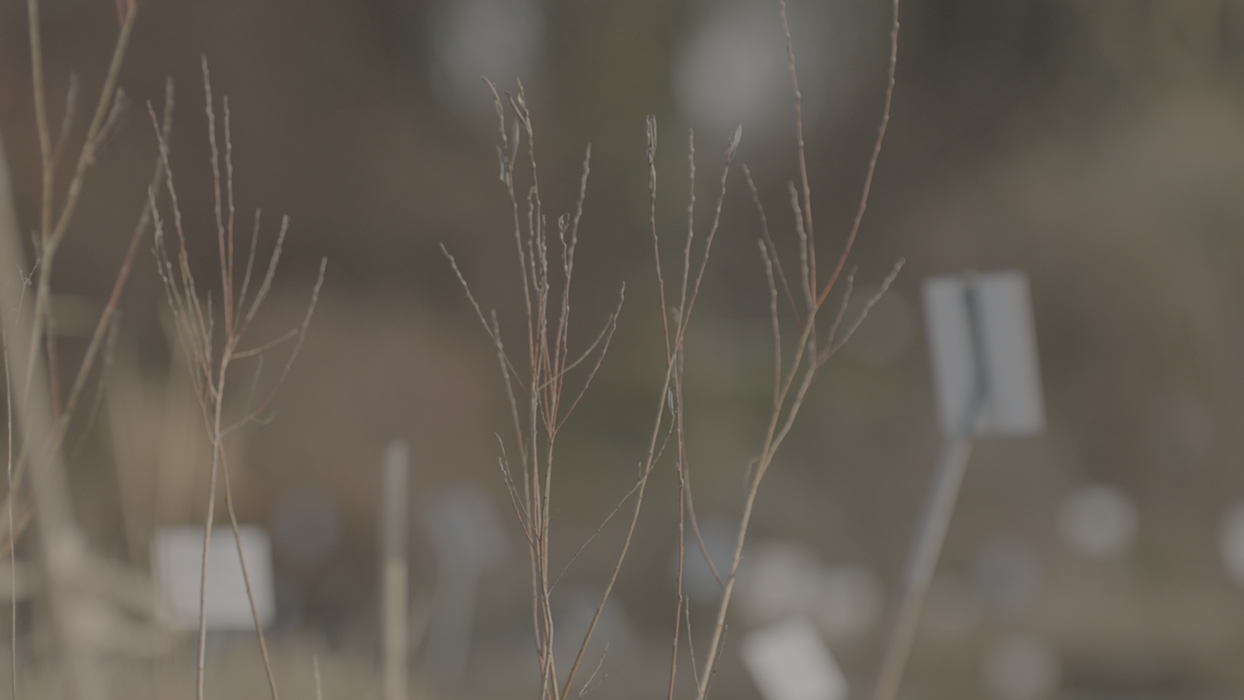 06A - ARRI - M003C005_161207_R00H.arri